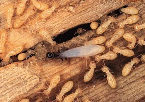 Godrej Termite Control