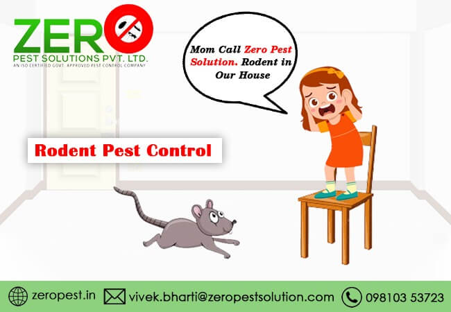 Rodent Pest Control in Noida