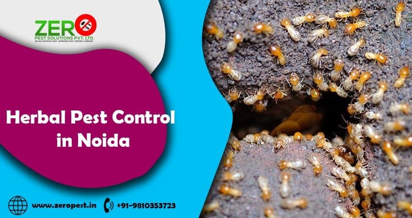 Herbal Pest Control in Noida