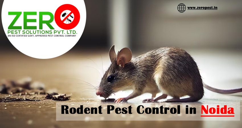 Rodent Pest Control in Noida